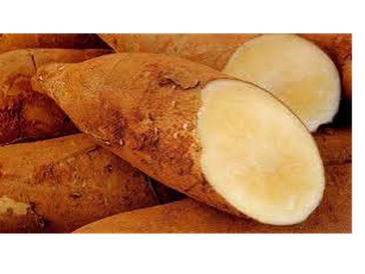 Ubi Yakon: Si Manis yang Menyehatkan, Cocok untuk Penderita Diabetes