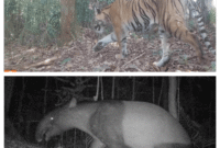Kamera Trap Ungkap Keberadaan 42 Individu Harimau Sumatera di Bengkulu