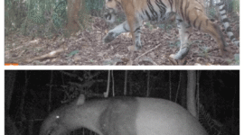 Kamera Trap Ungkap Keberadaan 42 Individu Harimau Sumatera di Bengkulu